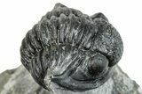Enrolled Gerastos Trilobite Fossil - Morocco #271900-2